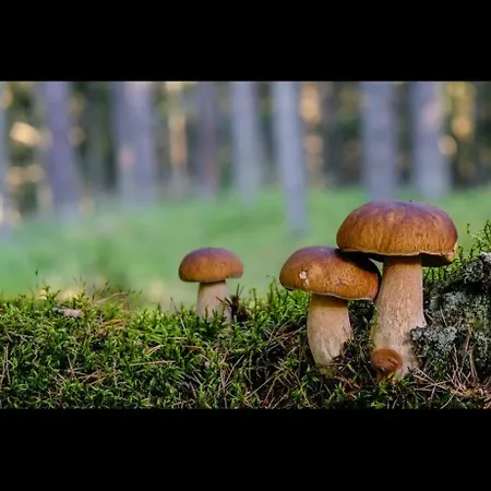 Chez Louis Apartament