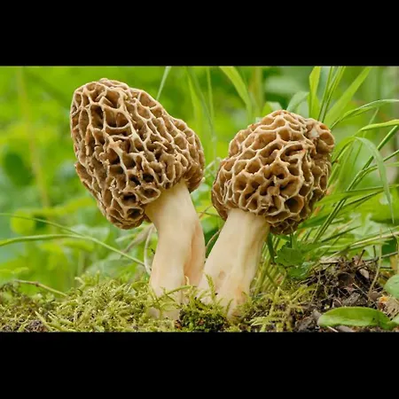 Apartament Chez Louis